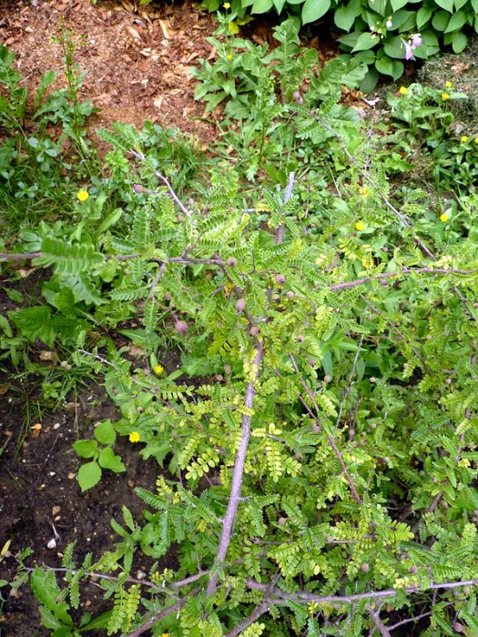 Osteomeles schwerinae var.microphylla